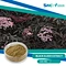 Factory Pure Plant Extract Black Elder Plant Extract Elderberry Extract for Biopesticide Material
